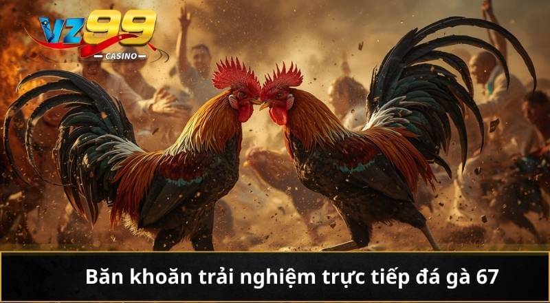 Băn khoăn trải nghiệm trực tiếp đá gà 67