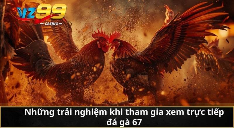 Những trải nghiệm khi tham gia xem trực tiếp đá gà 67